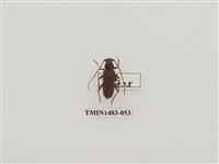 藏品(家天牛)的圖片